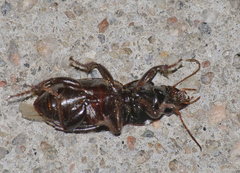Harpalus calceatus
