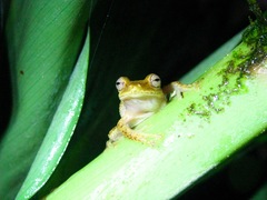 Pristimantis eugeniae