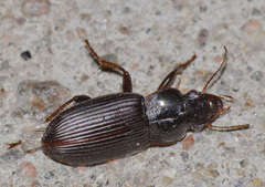Harpalus calceatus