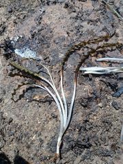 Cryptocoryne consobrina