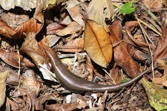 Sumichrast's Skink photo 4
