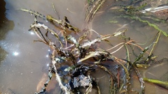 Cryptocoryne consobrina