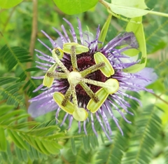 Passiflora amethystina
