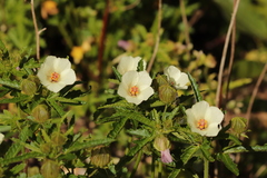 Hibiscus richardsonii