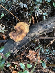 Polyporus mcmurphyi