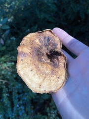 Polyporus mcmurphyi