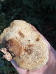Polyporus mcmurphyi