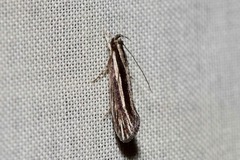 Leptosaces schistopa