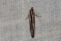 Leptosaces schistopa