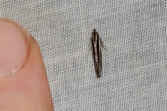 Leptosaces schistopa