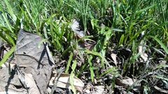 Cryptocoryne consobrina