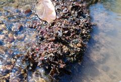 Zeylanidium crustaceum