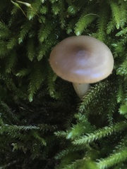 Clitocybe californiensis