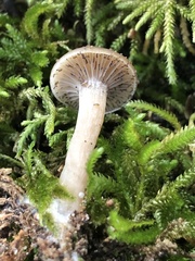 Clitocybe californiensis