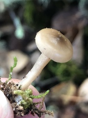 Clitocybe californiensis