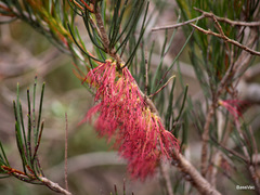 Melaleuca alilateralis