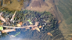 Cryptocoryne consobrina