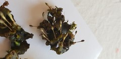 Zeylanidium crustaceum