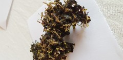Zeylanidium crustaceum