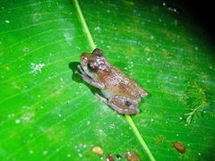 Pristimantis eremitus