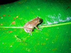 Pristimantis eremitus