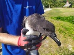 Pseudobulweria rostrata