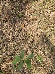 Arbutus menziesii