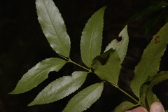 Daphnandra apatela