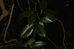 Rhysotoechia bifoliolata