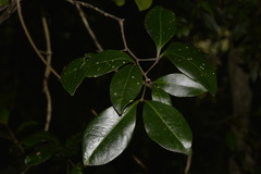 Rhysotoechia bifoliolata