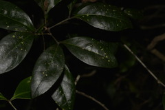 Rhysotoechia bifoliolata