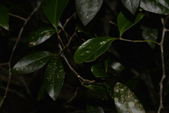 Rhysotoechia bifoliolata