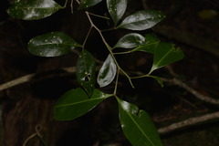 Rhysotoechia bifoliolata