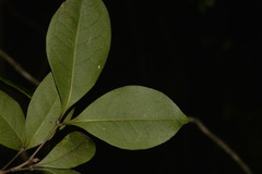 Rhysotoechia bifoliolata