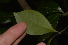 Rhysotoechia bifoliolata