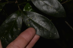 Rhysotoechia bifoliolata