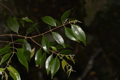 Syzygieae