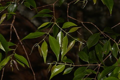 Syzygieae