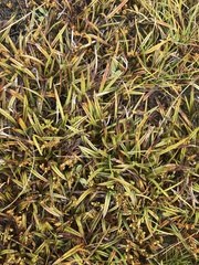 Astelia linearis
