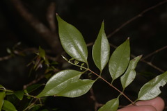 Syzygieae