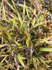 Astelia linearis