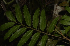 Cupaniopsis baileyana