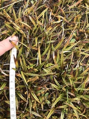 Astelia linearis