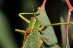 Terpandrus endota