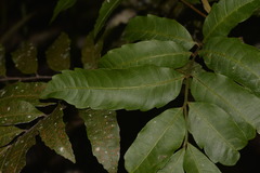 Cupaniopsis baileyana