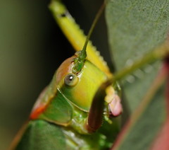 Terpandrus endota