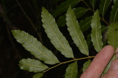 Cupaniopsis baileyana