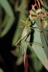 Terpandrus endota