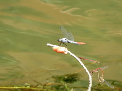 Planiplax erythropyga