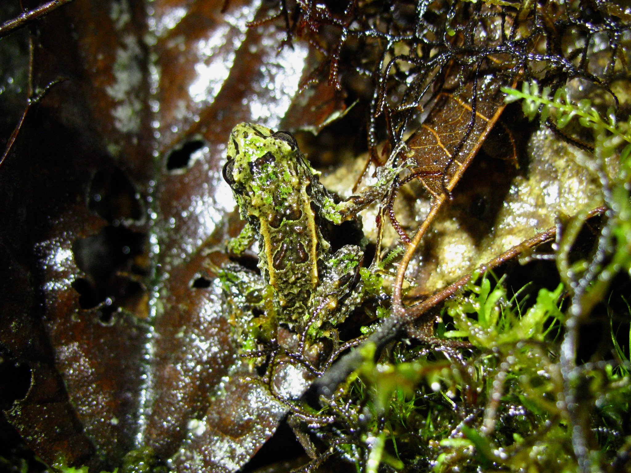 Mutable Rainfrog photo 3